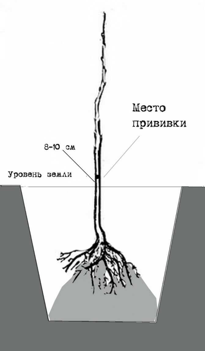 Корневая система кедра сибирского: как растут корни у кедровой сосны, как они выглядят и каких размеров достигают