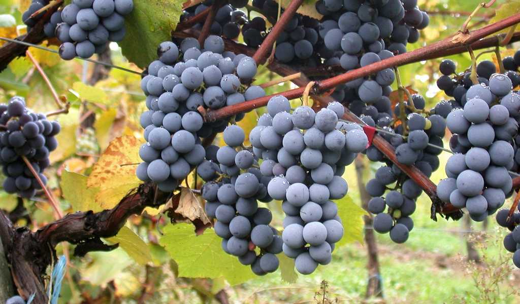 Виноград гренаш нуар: описание и характеристики сорта, особенности ухода и фото