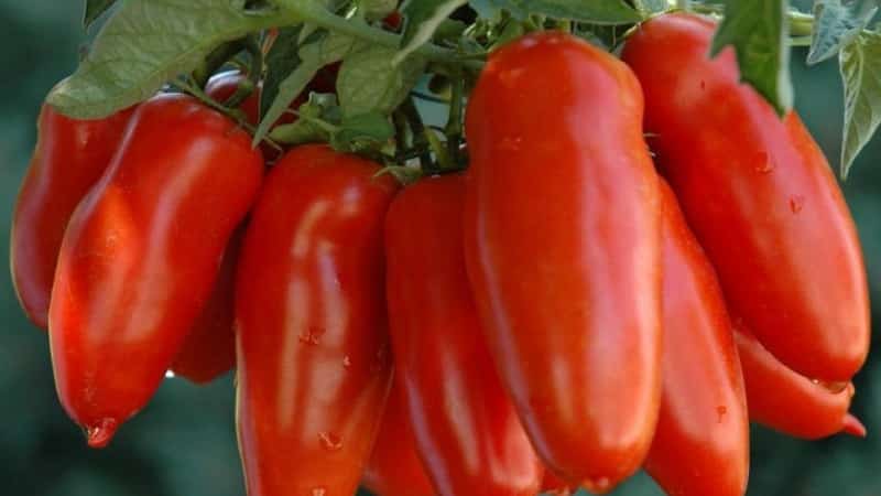 Как сажать семена базилика и ухаживать за растением
