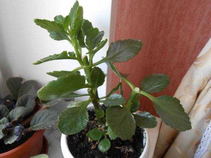Размножение каланхоэ (16 фото): как размножить его листом и черенками в домашних условиях? как рассадить цветущий каланхоэ?