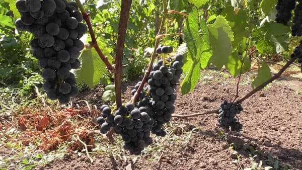 Виноград зилга: описание и характеристики сорта, особенности ухода и фото