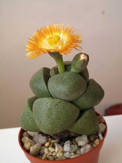 Красивые кактусы: как вырастить в домашних условиях + фото и видео