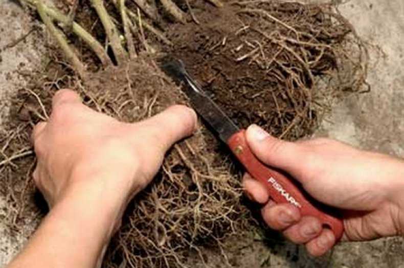 Размножение ирисов: 2 способа посадки семенами и деление корневищем
