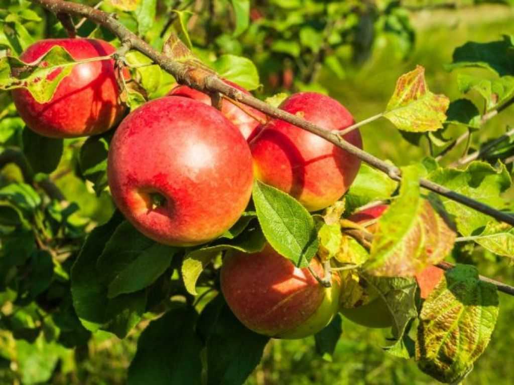 Обрезка колоновидных яблонь: уход, как правильно формировать летом и осенью, можно ли
