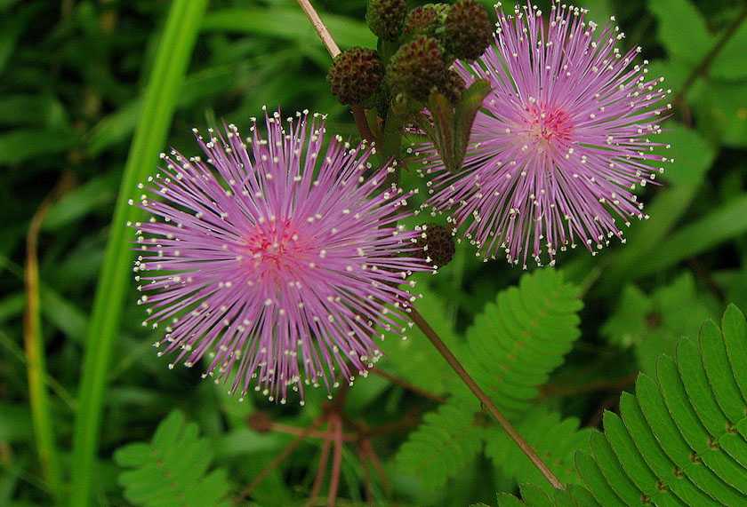 ✅ цветок мимоза: описание, выращивание и уход - сад62.рф