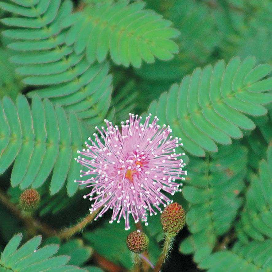 ✅ цветок мимоза: описание, выращивание и уход - сад62.рф