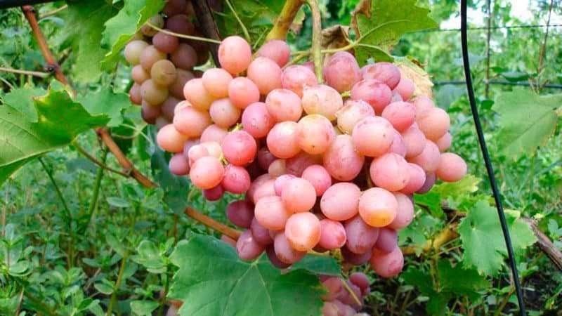Виноград ливия: описание сорта и его характеристика, особенности выращивания и ухода за кустами