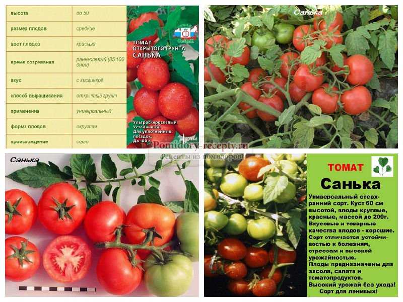 Томат андромеда (f1, золотая, розовая): характеристика и описание сорта, фото помидоров, отзывы огородников