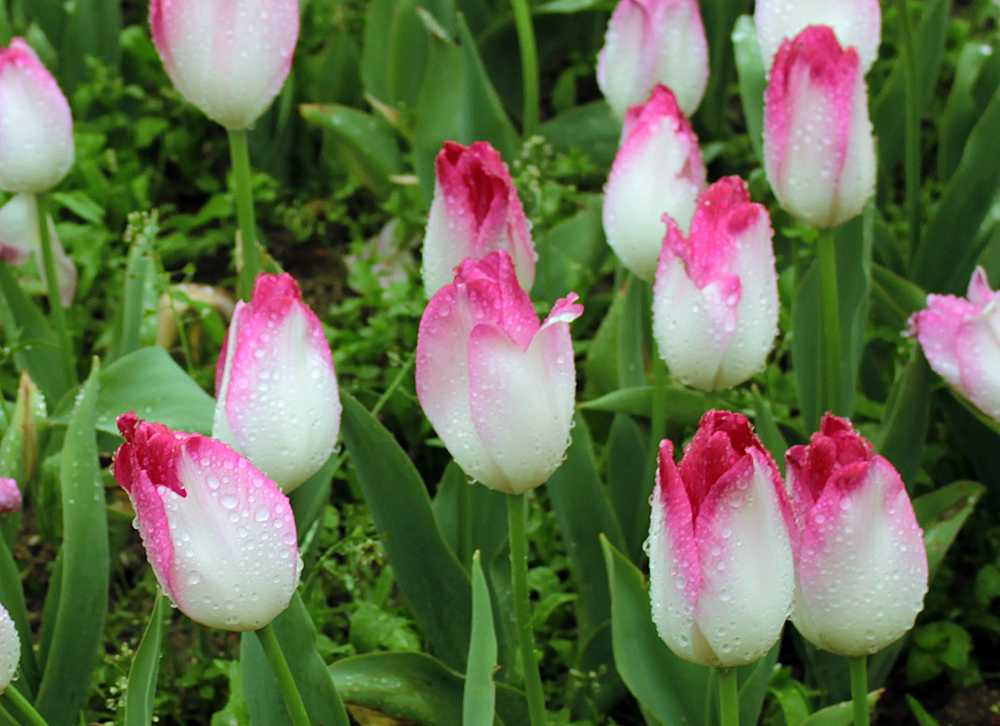 Тюльпан «парад» (12 фото): описание сорта, особенности его выращивания