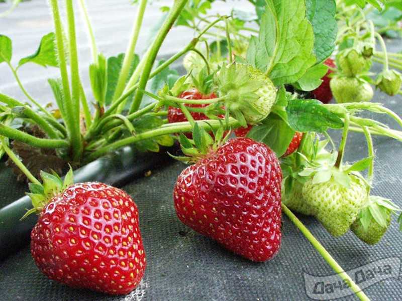 Непритязательность к условие и аромат ягод основные причины выбора клубники “виктории”