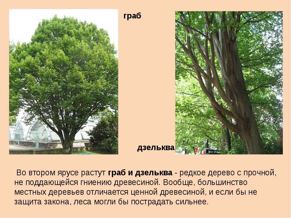 Китайский ясень (19 фото): описание дерева айлант, посадка и уход, размножение