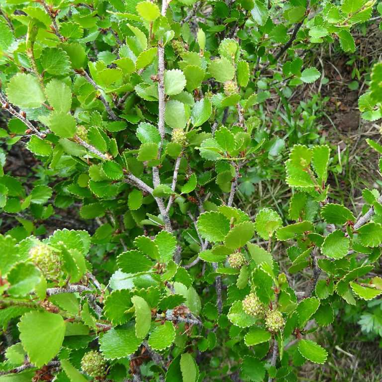 Purpurea - береза повислая, бородавчатая, плакучая - береза - лиственные деревья - каталог растений - ruspitomniki.ru