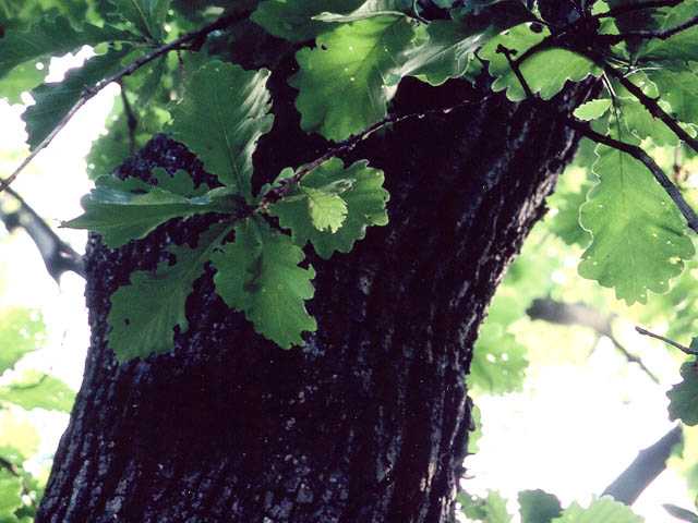 Дуб - деревья | описание, фото и видео