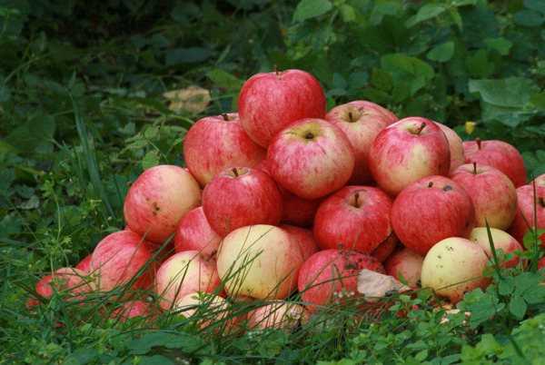 Плюсы и минусы яблони сорта штрейфлинг, посадка и уход