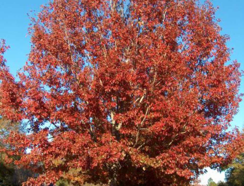 Дуб красный Quercus rubra относится к семейству Буковых, другие названия растения в описании – канадский краснолистный и американский северный. Где произрастает дуб Как посадить дерево и ухаживать за ним Как используется в ландшафтном дизайне