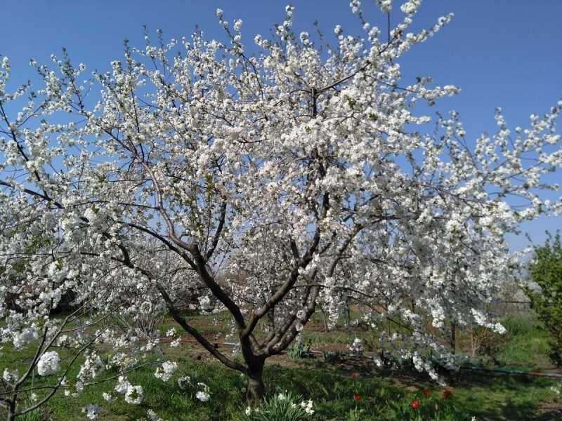 Цветущая яблоня: как выглядят цветы и ветки, когда бывает цветение, в каком месяце, в том числе в москве + фото