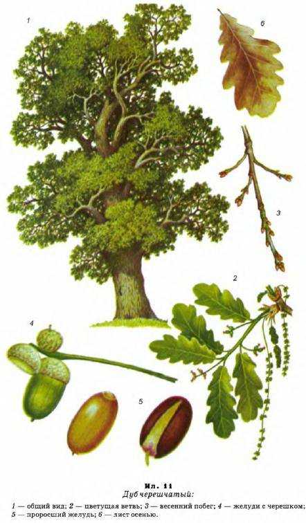 Quercus palustris – дуб болотный, представляет собой достаточно мощное дерево. Каково описание листьев и кроны Размеры и требования к составу почвы. Распространение растения в мире и в российском климате. Посадка и уход за этим деревом.