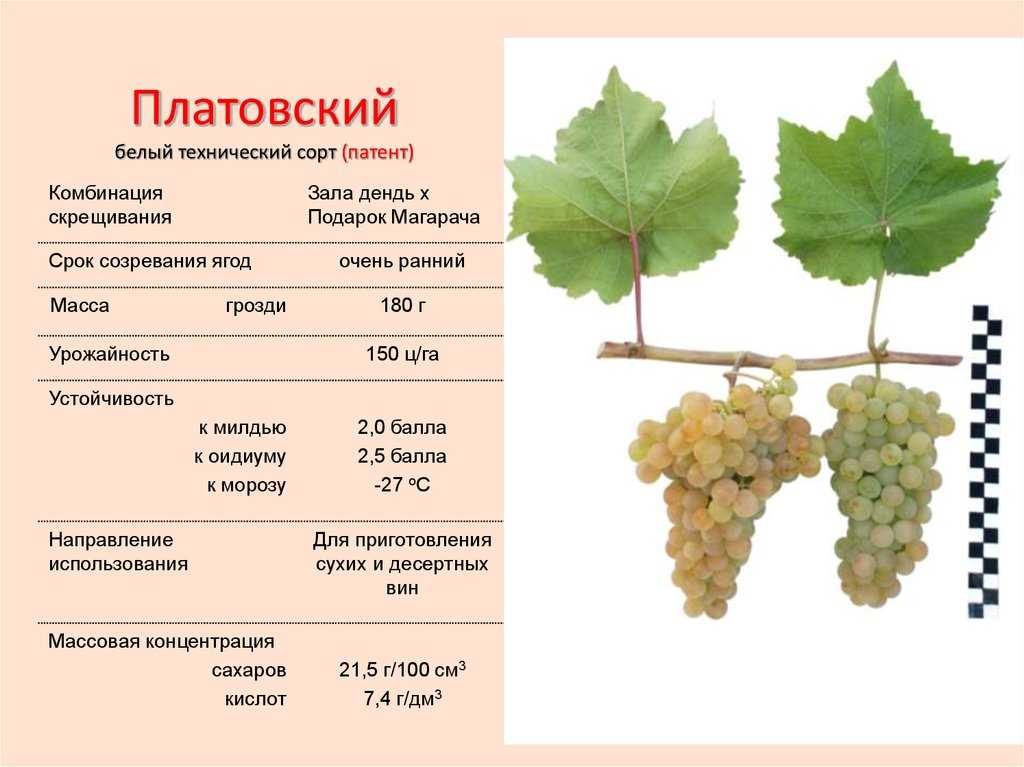 Виноград ромбик: описание и характеристики сорта, особенности ухода и фото