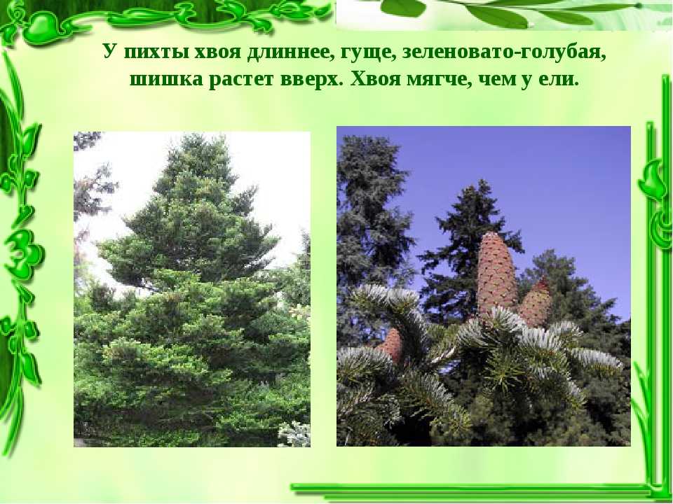 В чём разница между елью и ёлкой, это разные деревья или нет, как отличить, фото