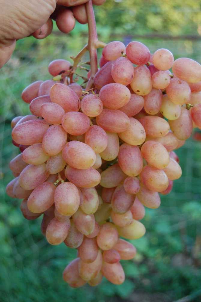 Чем хорош сорт винограда «юлиан» и как за ним ухаживать