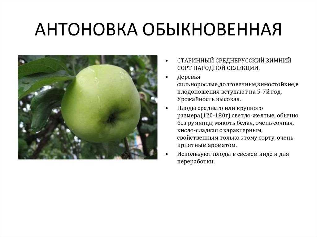 Яблоня антоновка: особенности сорта и ухода - сорта яблонь: полный каталог