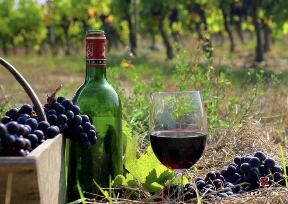 Виноград долгожданный: описание и характеристики сорта, особенности ухода и фото
