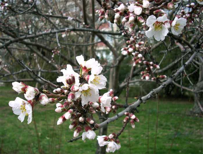 Когда цветет липа - полезные свойства и особенности медоносного дерева (120 фото)