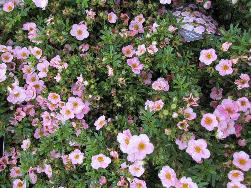 Кустарниковая розовая лапчатка – что это за растение Популярные сорта «Пинк бьюти», «Пинк парадайз», «Пинк квин», их особенности и различия. Выращивание розовой кустарниковой лапчатки, применение в ландшафтном дизайне.