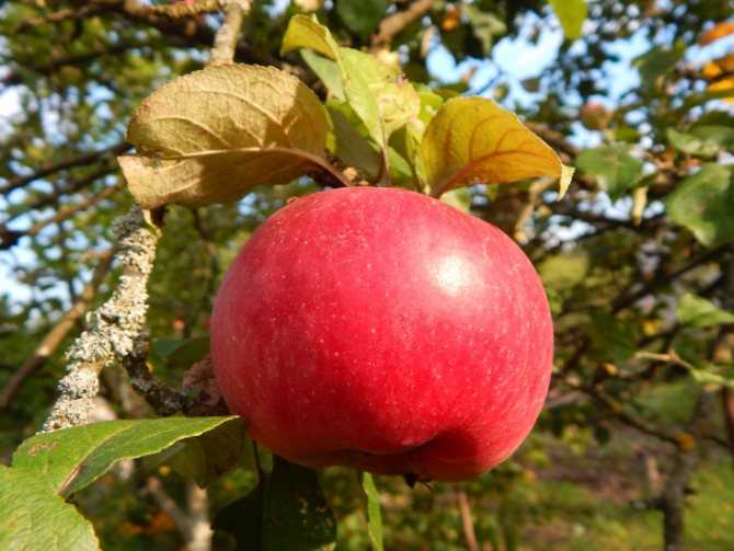 Колоновидная яблоня медок: описание сорта и характеристики. когда собирать и снимать на хранение? особенности и выращивание, обрезка и сроки созревания