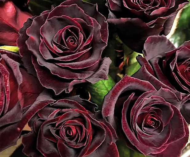 Пионовидные розы (47 фото): сорта красных и белых роз, похожих на пионы, названия плетистых и кустовых пионовидных роз