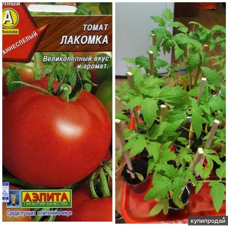 Томат лакомка: описание и характеристика сорта, отзывы, фото, урожайность | tomatland.ru