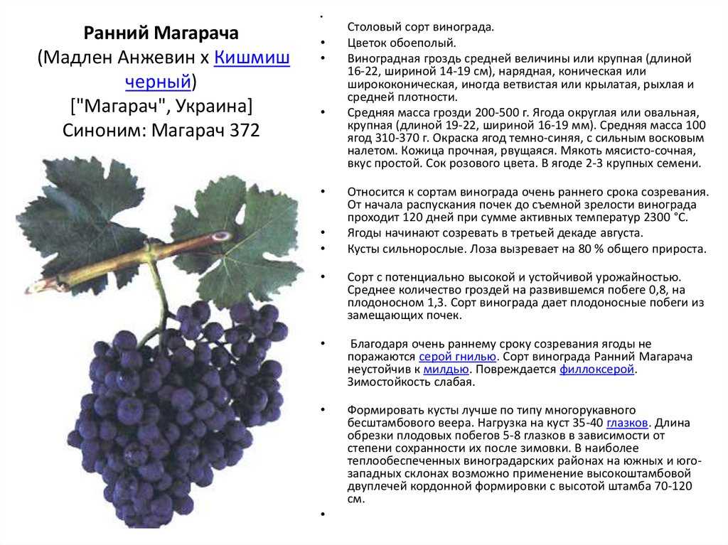 Виноград юодупе: описание и характеристики сорта, особенности ухода и фото