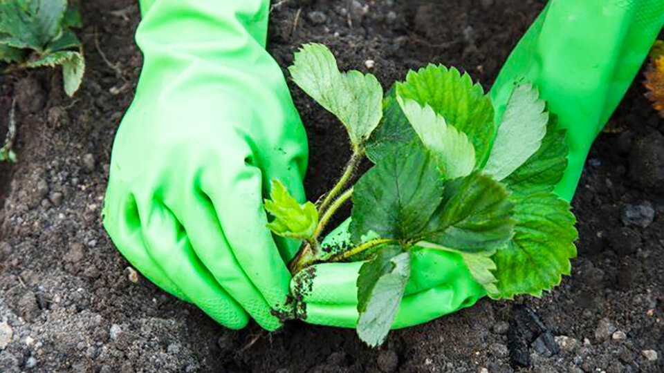 Как посадить и размножить декоративные травянистые растения