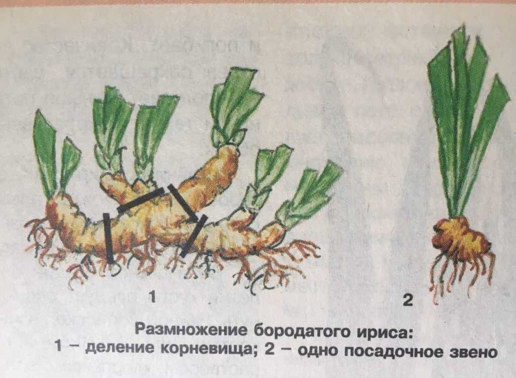Советы и рекомендации по размножению гейхеры: как размножить листом, делением куста и черенками, когда можно делить и рассаживать.