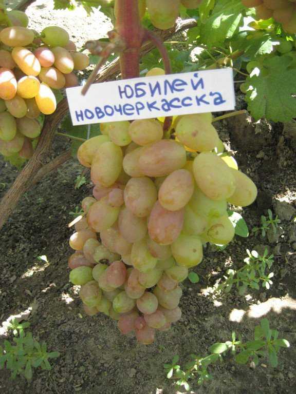 Виноград кишмиш запорожский: описание сорта, фото