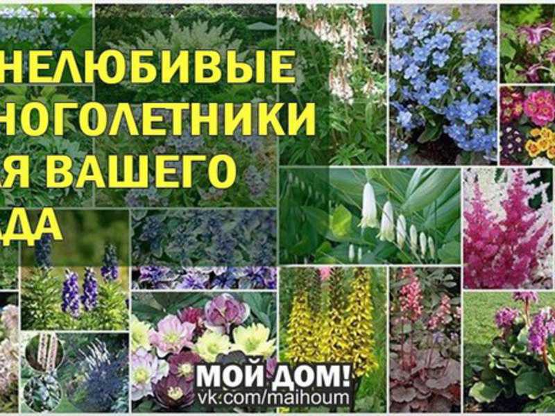 Влаголюбивые садовые цветы фото и название