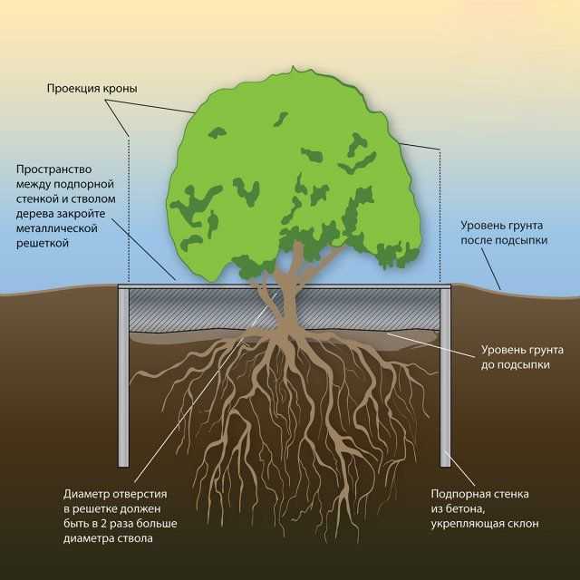 Почему упало дерево? подрубание корней - московская школа ухода за деревьями «здоровый лес»