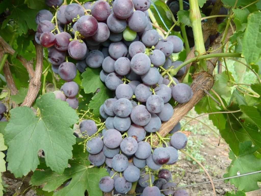 Виноград рошфор: описание сорта, фото, болезни и вредители selo.guru — интернет портал о сельском хозяйстве