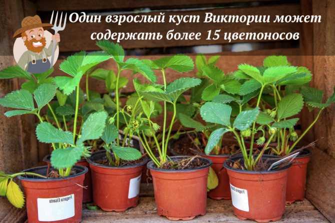 Клубника вивальди: описание и характеристики сорта садовой земляники, правила выращивания виктории и фото