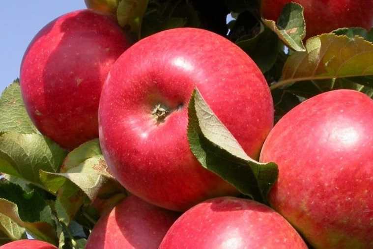 Описание и характеристики яблони колоновидной сорта медок, посадка и уход