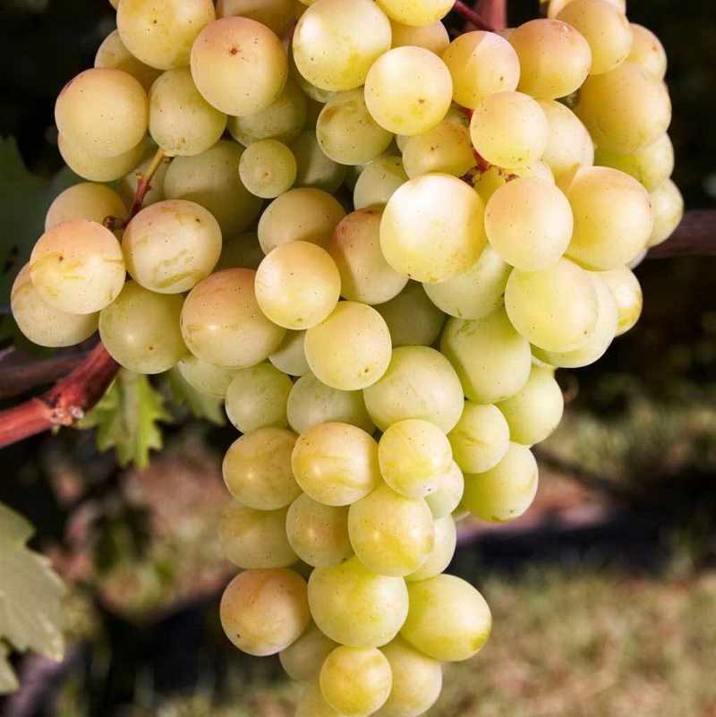 Сорт винограда восторг: описание и характеристика вкусовых качеств, как формировать в средней полосе, отзывы садоводов о выращивании и уходе, идеальный, розовый