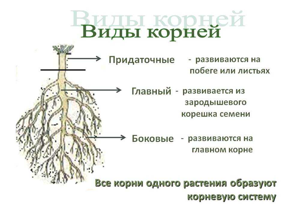 Какие корни у березы фото. как устроена корневая система березы?