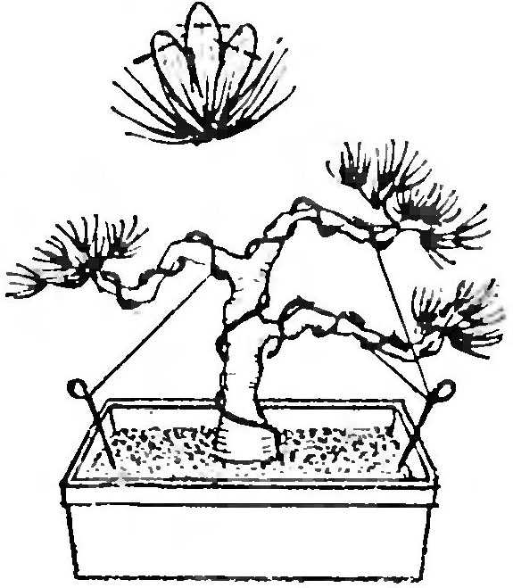Советы садоводам: как вырастить сакуру из семян
