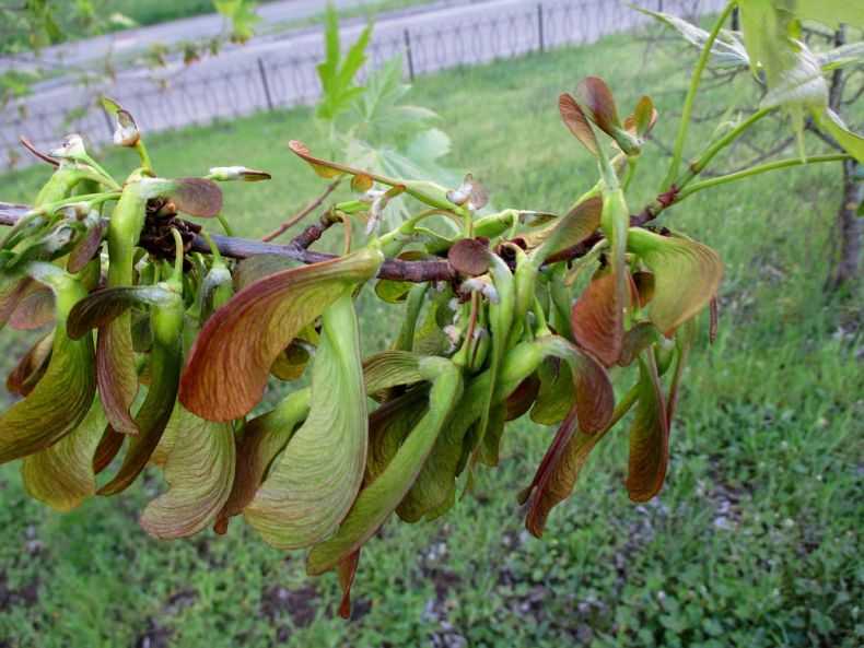 Как вырастить кедр на приусадебном участке: выращивание из саженца или веточки, как быстро растёт на даче, уход за деревом в горшке