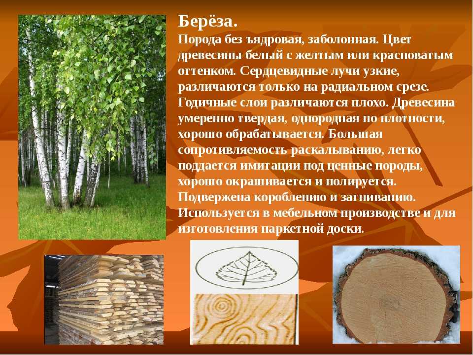 Береза шмидта (25 фото): описание «железной» березы, особенности древесины, где растет, сферы применения