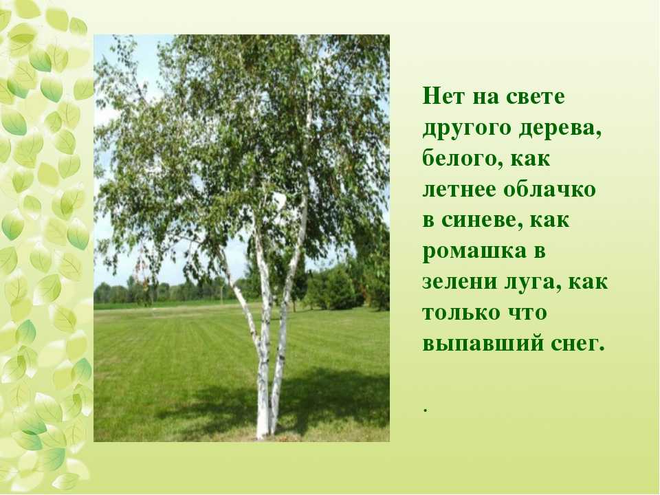 Берёза на участке — какую посадить и как использовать? описание видов, особенности выращивания. фото — ботаничка.ru