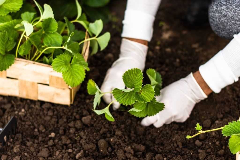 Клубника золушка: описание и характеристики сорта садовой земляники, правила выращивания виктории и фото