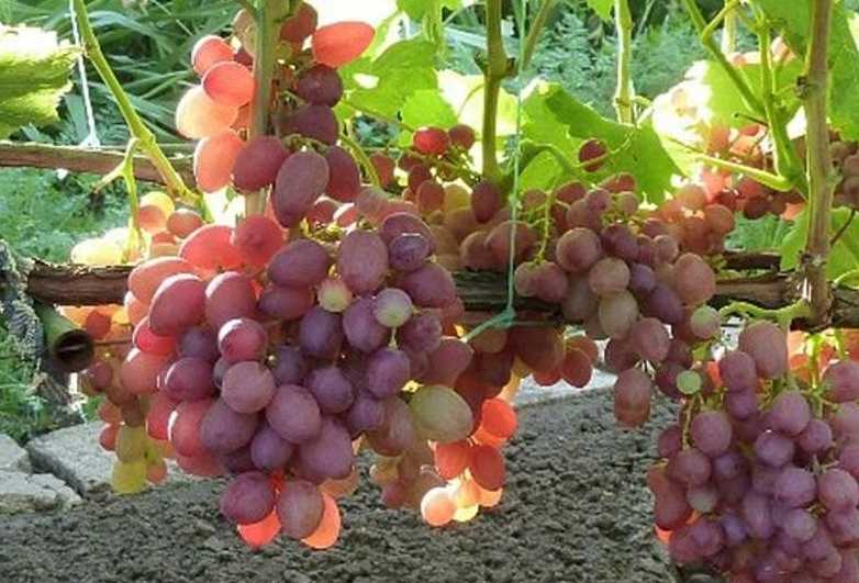 Описание сорта винограда юлиан и его достоинств
