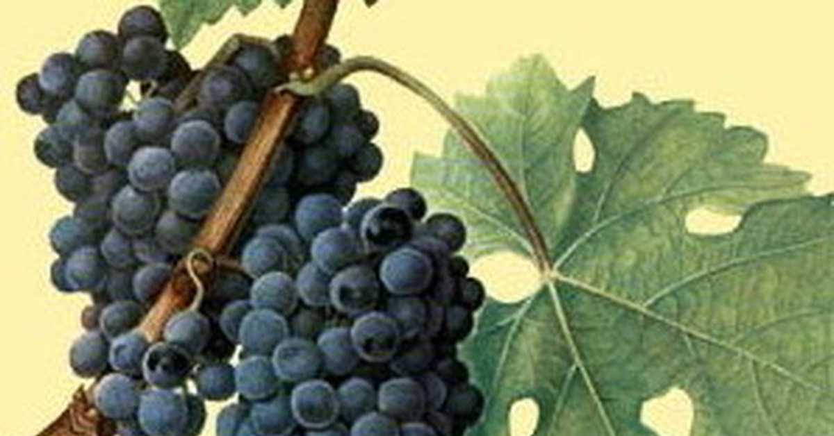 Все про виноград каберне — техническая группа сортов, которой уже 400 лет