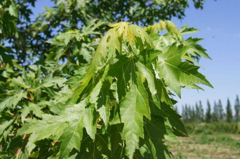 Как вырастить кедр на приусадебном участке: выращивание из саженца или веточки, как быстро растёт на даче, уход за деревом в горшке
